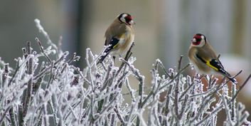 feed the birds in winter - cold and hungry feed the birds in winter - cold and hungry