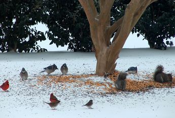 feed the birds in winter - just toss it on the ground feed the birds in winter - just toss it on the ground