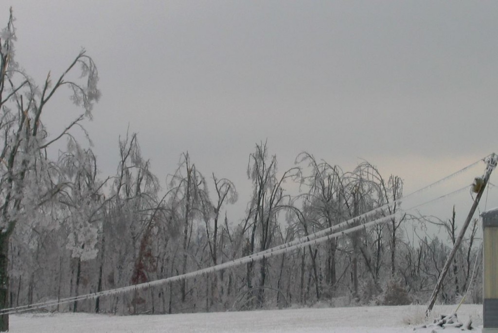 forlorn power lines and trees