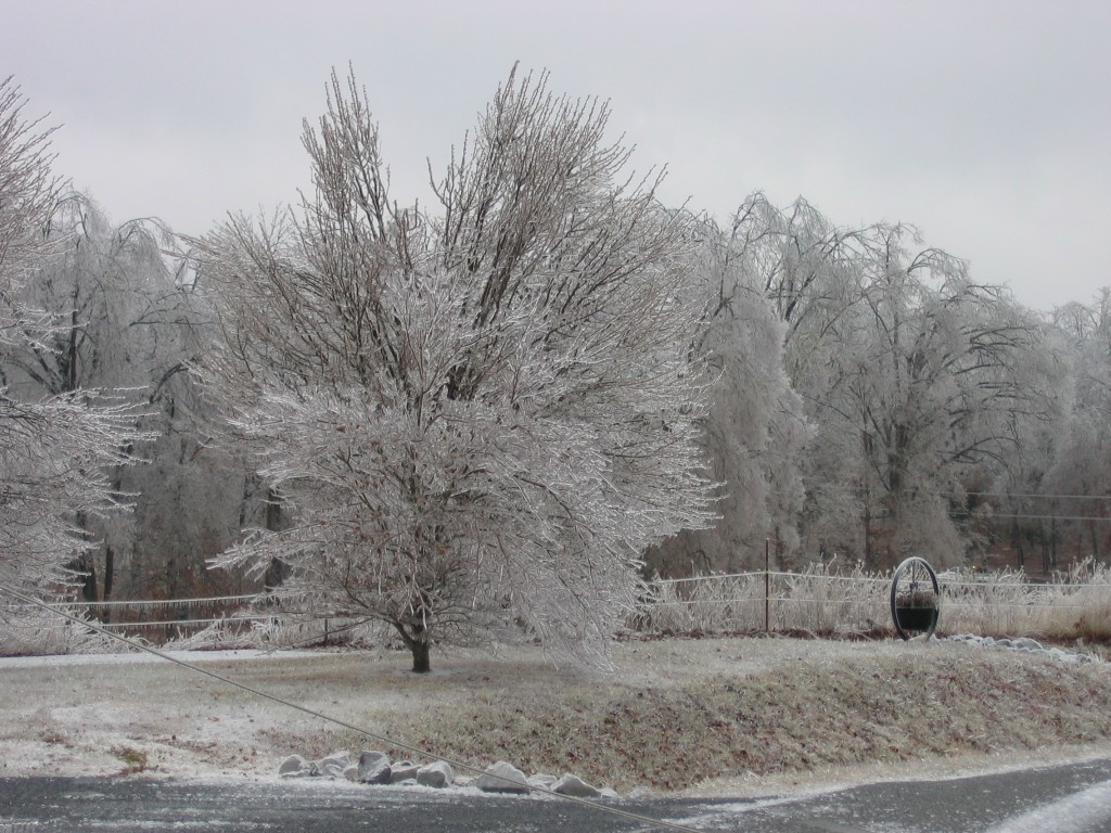 Kentucky Ice Storm Part 2 - frozen forest