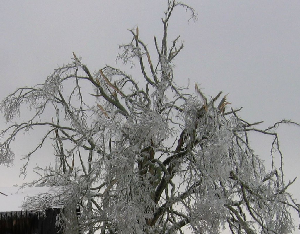 looks more like Tim Burton than Mother Nature