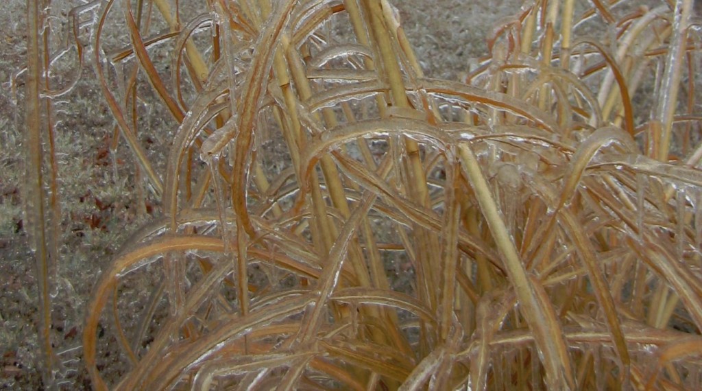 ornamental grass twisted into popsicles