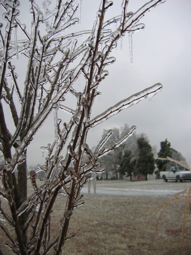 Kentucky Ice Storm Park 2 - twigs buried under ice