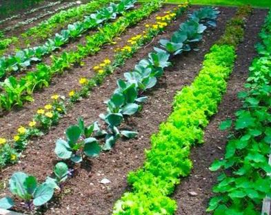 No more lovely sight in the world to a gardener
