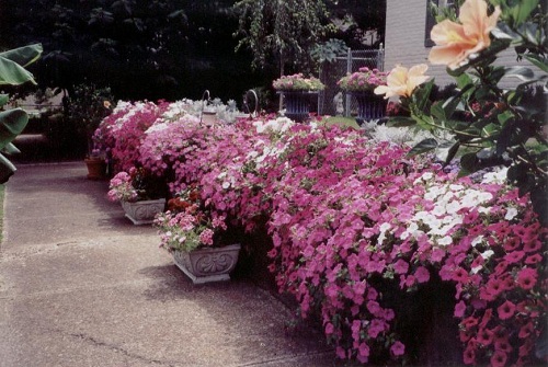 Tame a Wall With Trailing Petunias