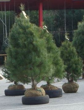 About Live Christmas Trees