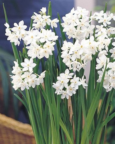 Tips for Fragrant Paperwhite Narcissus