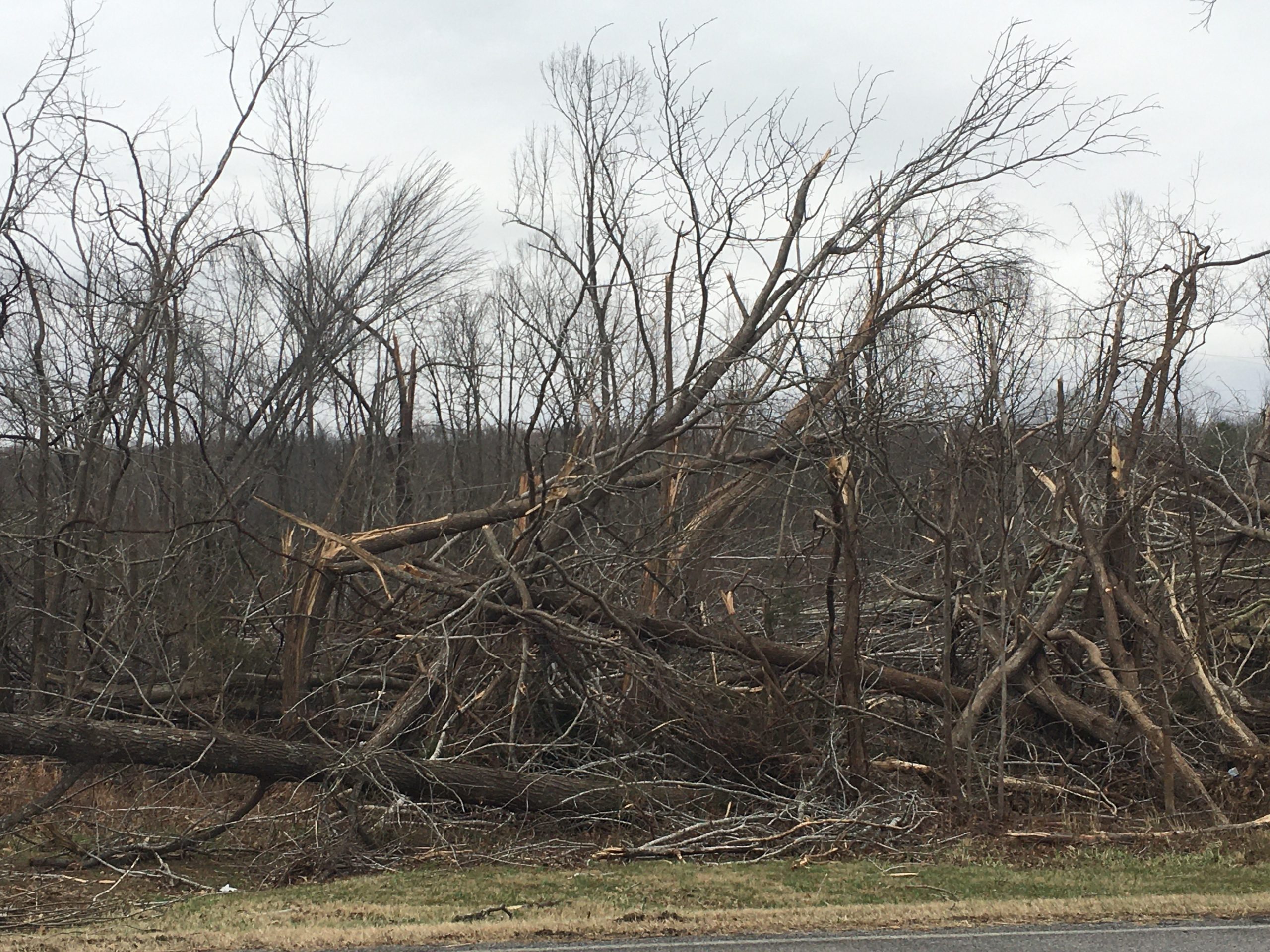 Trees lie broken and twisted