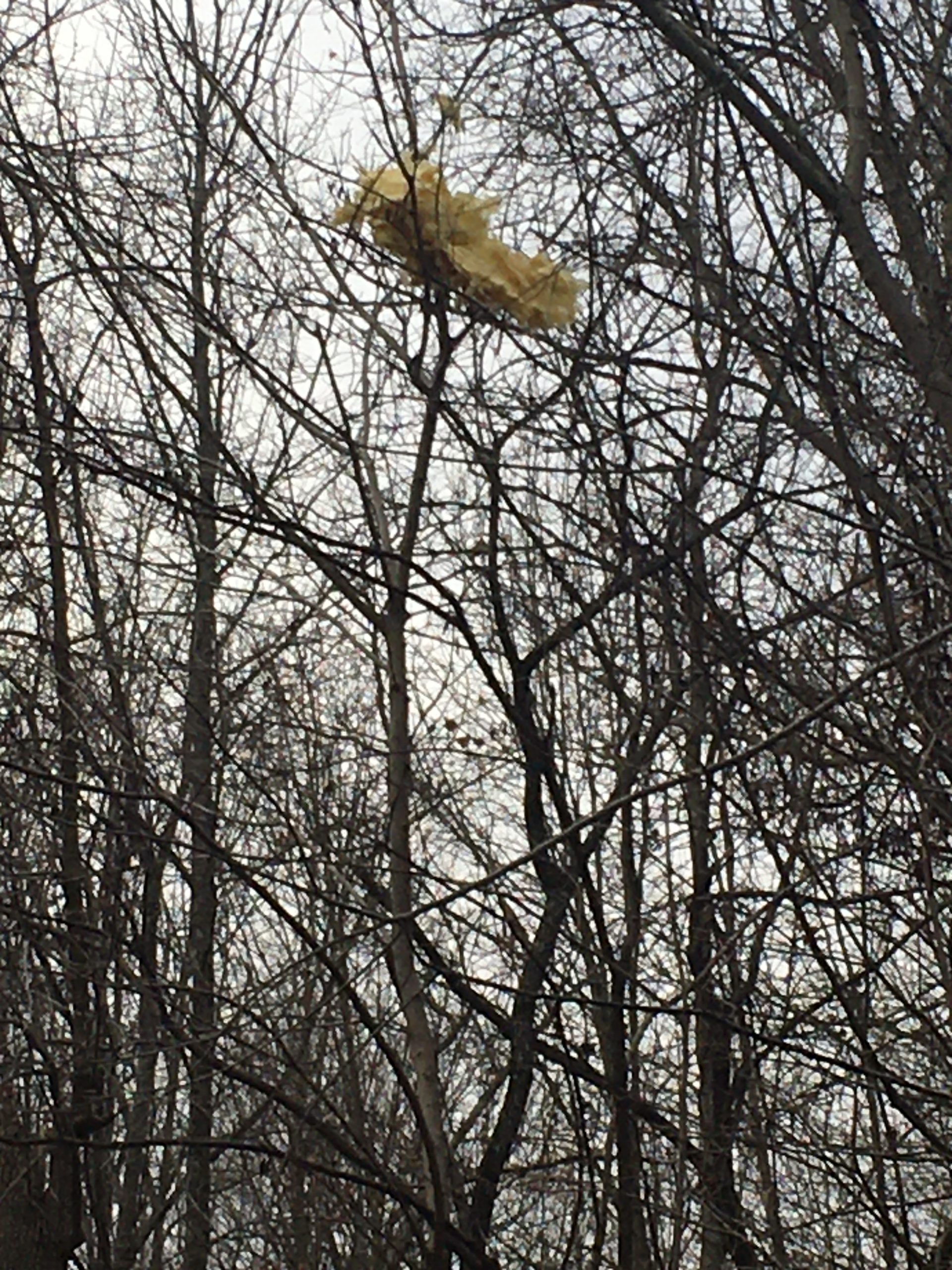 Insulation in tree miles from tornado's path