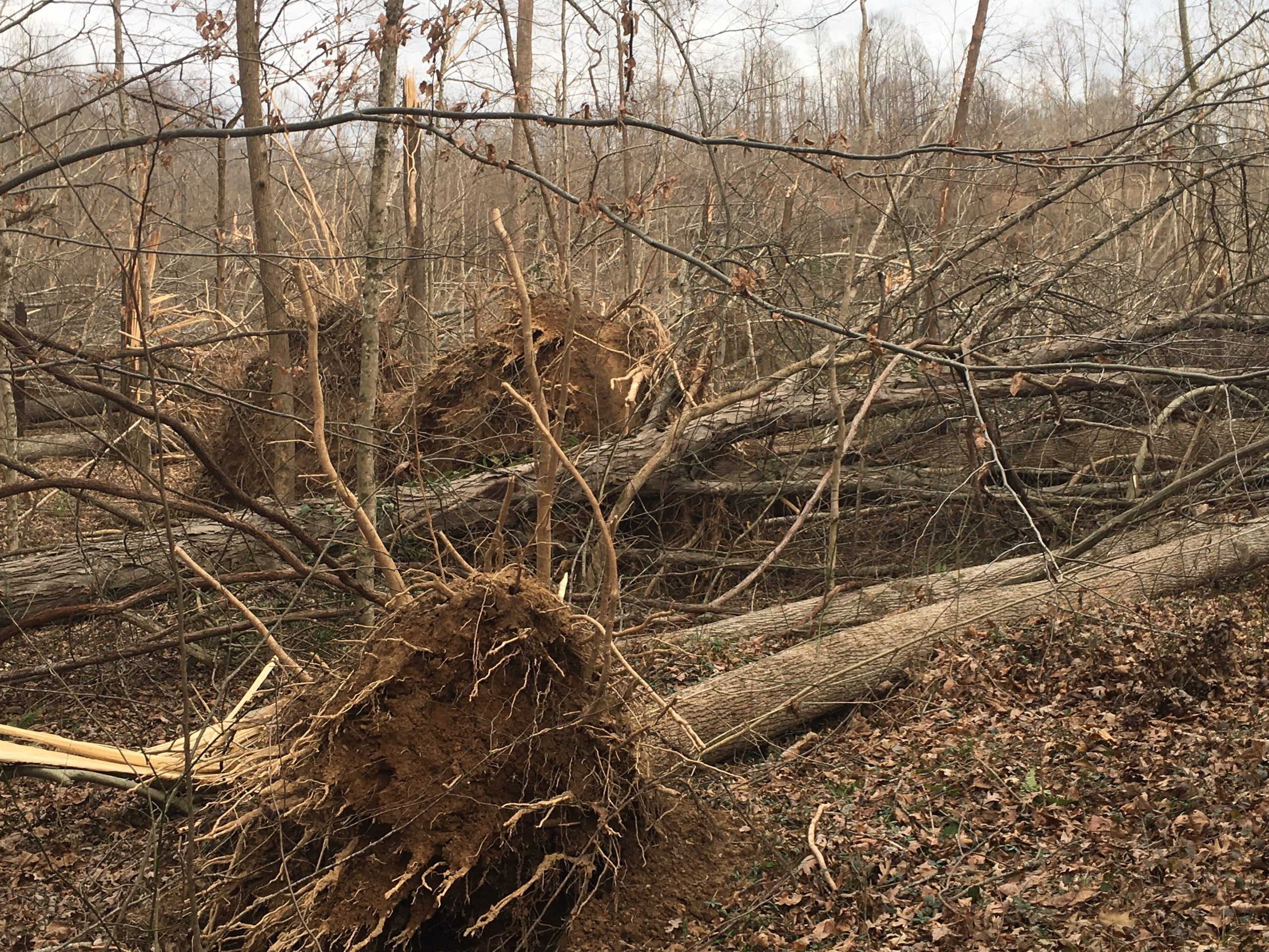 Giant trees uprooted by tornado